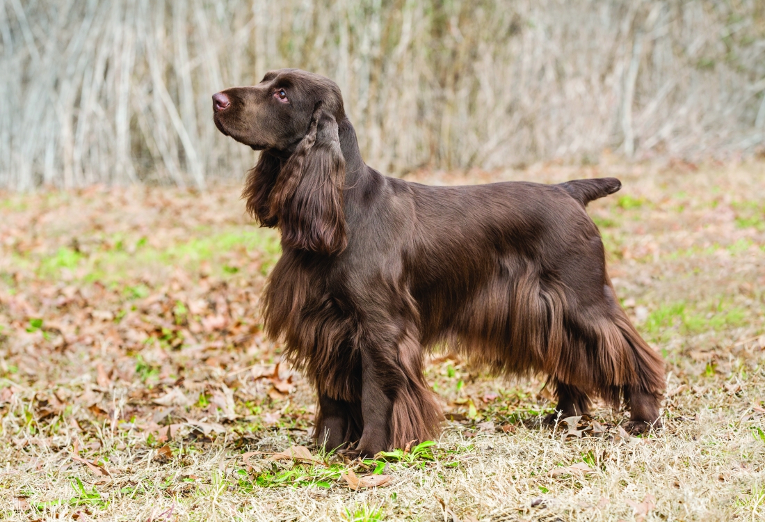 Стоковые фотографии по запросу Field spaniel