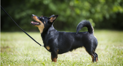 Собаки породы Ланкаширский хилер: история, описание, отзывы, характер,  дрессировка, уход, фото и цены