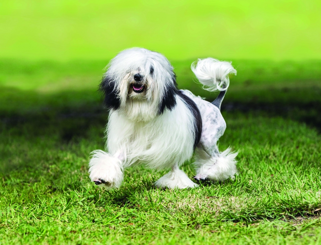 Собаки породы Малая львиная собака: история, описание, отзывы, характер,  дрессировка, уход, фото и цены